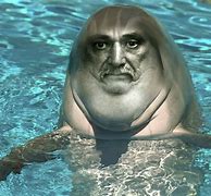 Image result for Dolphin Memes Clean