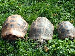 Image result for Indotestudo Testudinidae