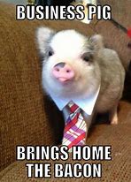 Image result for Funny Baby Pig Memes