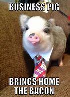 Image result for Cute Baby Pig Memes