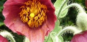 Image result for Meconopsis paniculata