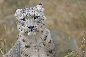 Image result for Apple Snow Leopard