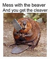 Image result for Canadian Beaver Meme
