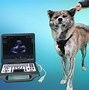 Image result for Pregnant Dog X-ray