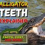 Image result for Crocodile and Alligator Teeth