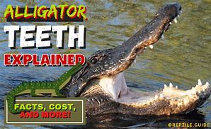 Image result for Alligator Plastic Teeth