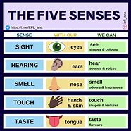 Image result for Five Senses Anchor Chart