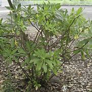 Image result for Edgeworthia chrysantha