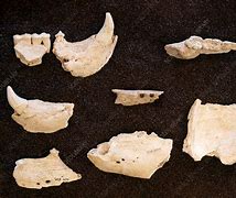 Image result for Bear Jaw Bone