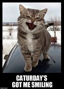 Image result for Caturday Cat Smiling