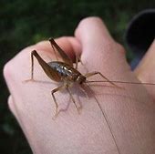 Image result for Funny Cricket Activities