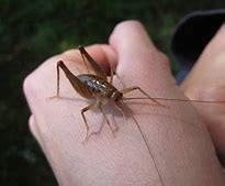 Image result for Cricket Insect Cartoon Quiet