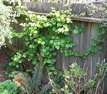 Image result for Climbing Hydrangea