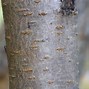 Image result for Prunus persica Wassenberger
