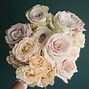 Image result for Roses Champae