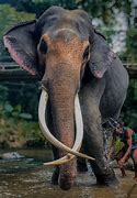 Image result for Tall Elephant
