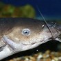 Image result for Biggest Catfish Species in the World