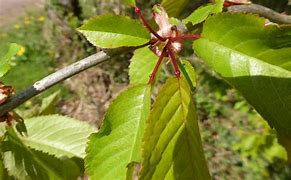 Image result for Prunus avium Bigarreau Helshoven