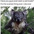 Image result for Lefa Koala Meme