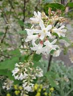 Image result for RIBES SANGUINEUM WHITE ICYCLE