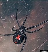 Image result for Black Widow Spider Plush Toy