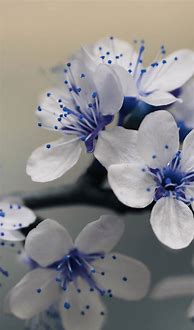 Image result for Blue Gloss Wallpaper Phone