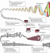 Image result for DNA Packaging Diagram