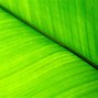 Image result for Green Leaf Wallpaper Laptop