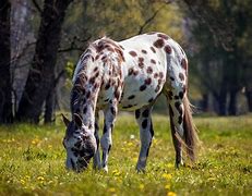 Image result for Brown Appaloosa Horse