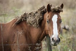Image result for Horse Ear Warts