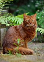Image result for Red Fured Cats