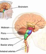 Image result for Difference Between Brain and Mind