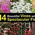 Image result for Annual Vines Flowering