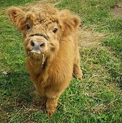 Image result for White Highland Cow Cute