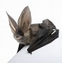 Image result for Virginia Big Ear Bat