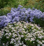 Image result for Aster cordifolius Little Carlow