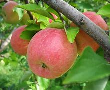 Image result for Baby Gala Apples