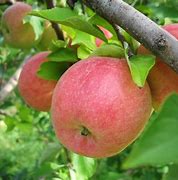 Image result for Gala Apple Tree Sapling