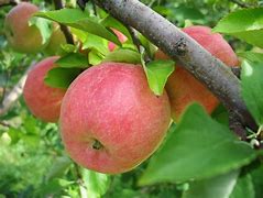 Image result for Gala Apple Tree Leaves