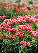 Image result for Rose Flower Plant