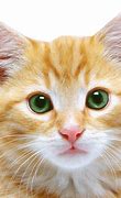 Image result for Cat Face Free