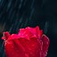 Image result for iPhone Rose 3D Wallpaper