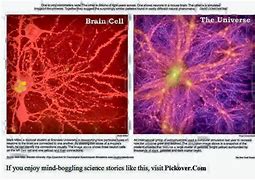 Image result for Brain Nerves and the Universe
