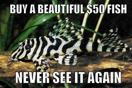 Image result for Aquarium Obsession Meme