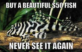 Image result for Aquariumn Meme