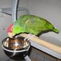Image result for Gray Amazon Parrot