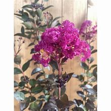 Image result for Lagerstroemia indica Rhapsody in Blue
