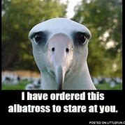 Image result for Albatross Meme