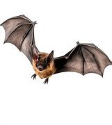 Image result for Adroable Bat
