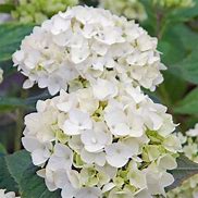 Image result for Hydrangea macrophylla Endless Summer The Bride